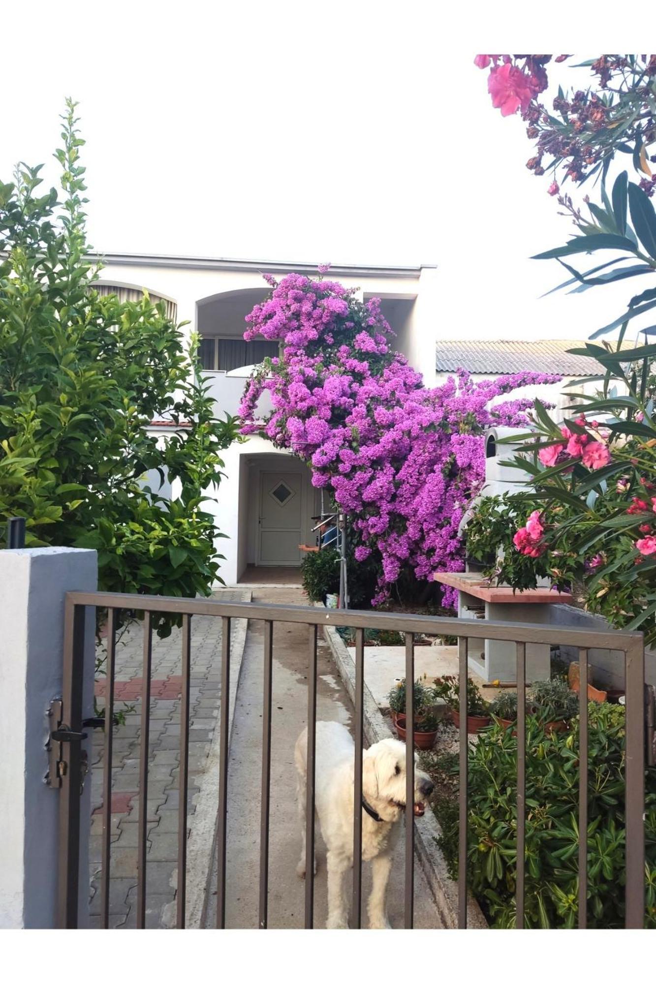 Apartment Flowers Bibinje Ngoại thất bức ảnh
